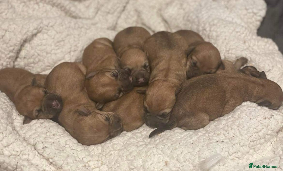 Soft Coated Wheaten Terrier dogs for sale: Beautiful Quality Soft Coated Wheaten Terriers  - Image 9