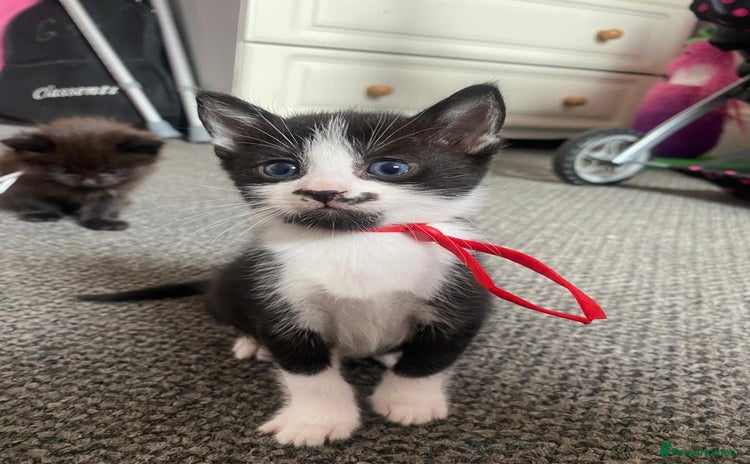 Domestic Shorthair cats - Advert 1
