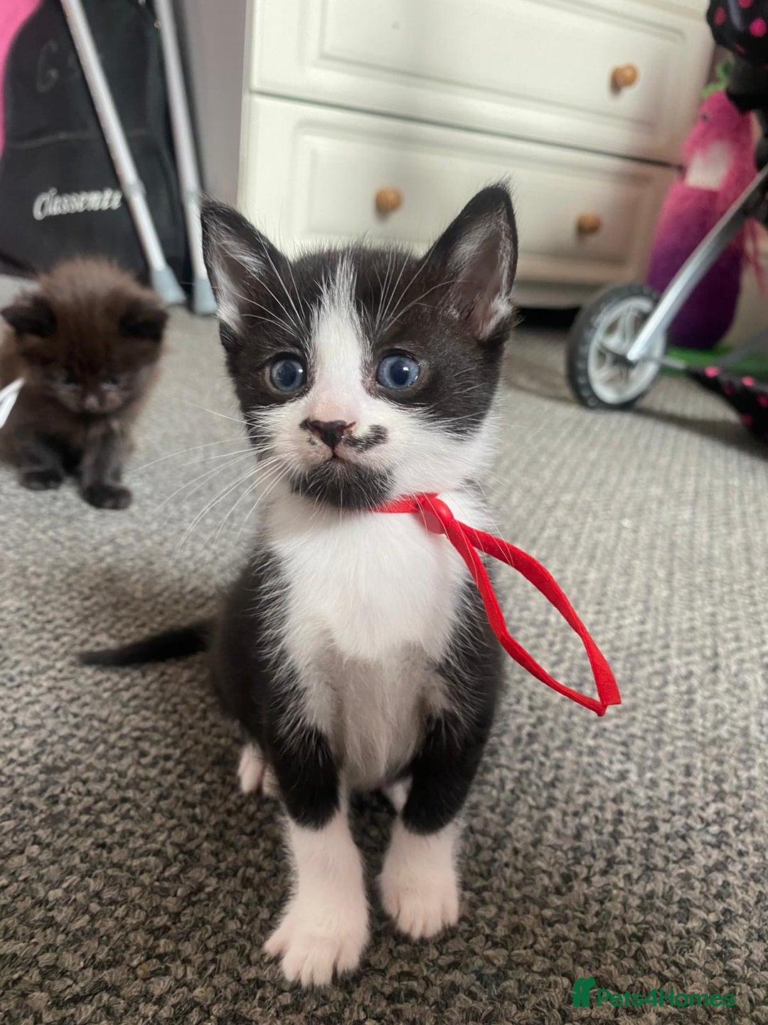 Domestic Shorthair cats for sale: Kittens - Image 1