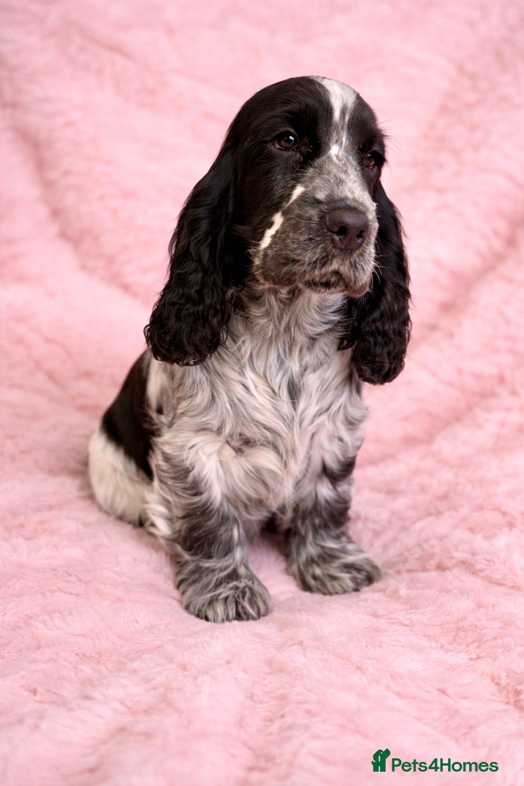 Cocker Spaniel dogs Exceptional Blue Roan female Cocker Spaniel  - Advert 1