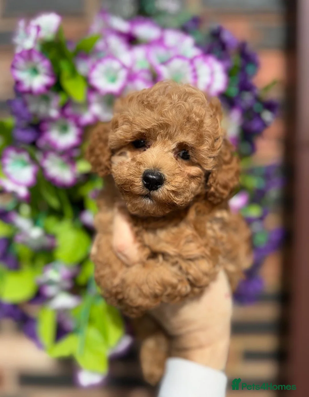 Toy Poodle dogs for sale: Stunning KC Red Toy Poodle Boys  - Advert 1