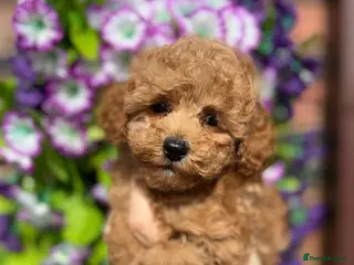 Toy Poodle dogs for sale: Stunning KC Red Toy Poodle Boys - Advert 1