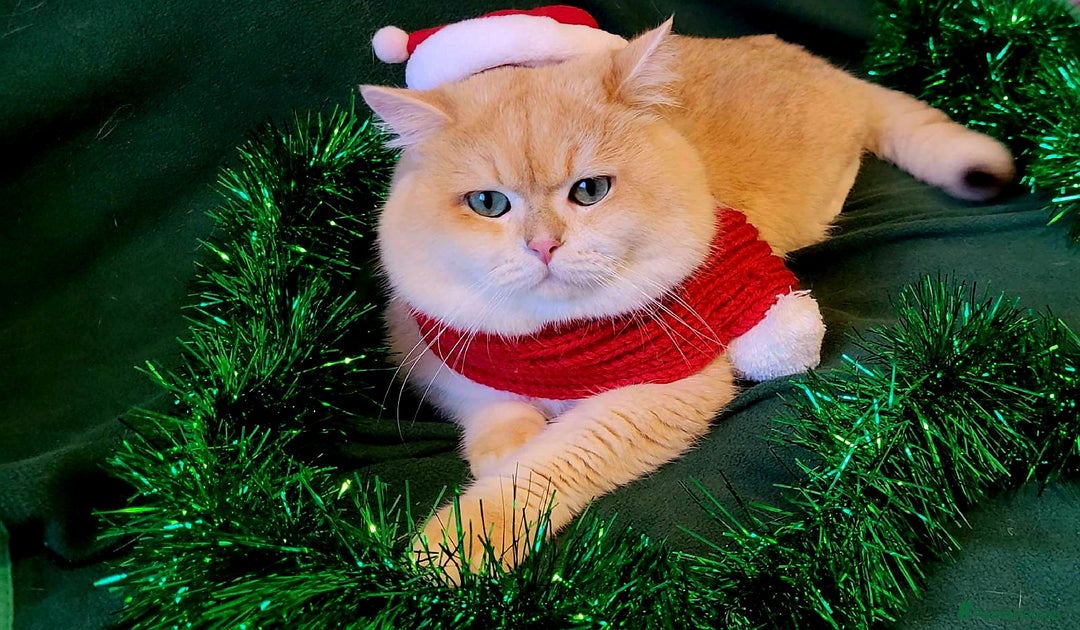 British Shorthair cats for stud: Pedigree Golden BSHstud, Green eyes, Active rgstrd - Advert 2