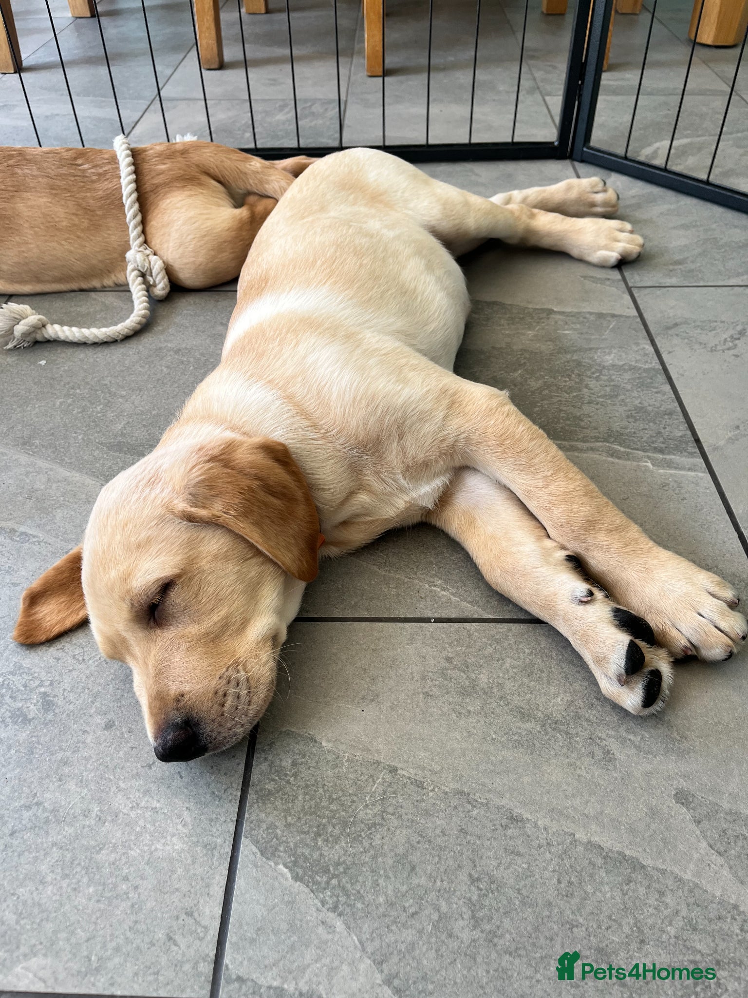 Labrador Retriever dogs Fox Red/Yellow working line Labrador puppies - Advert 18