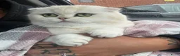 Scottish Fold cats for sale: Scottish fold female 3 years old  in Ipswich - Advert 3