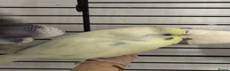 Budgerigars birds for sale: pair of budgies for sale in Fareham - Advert 2