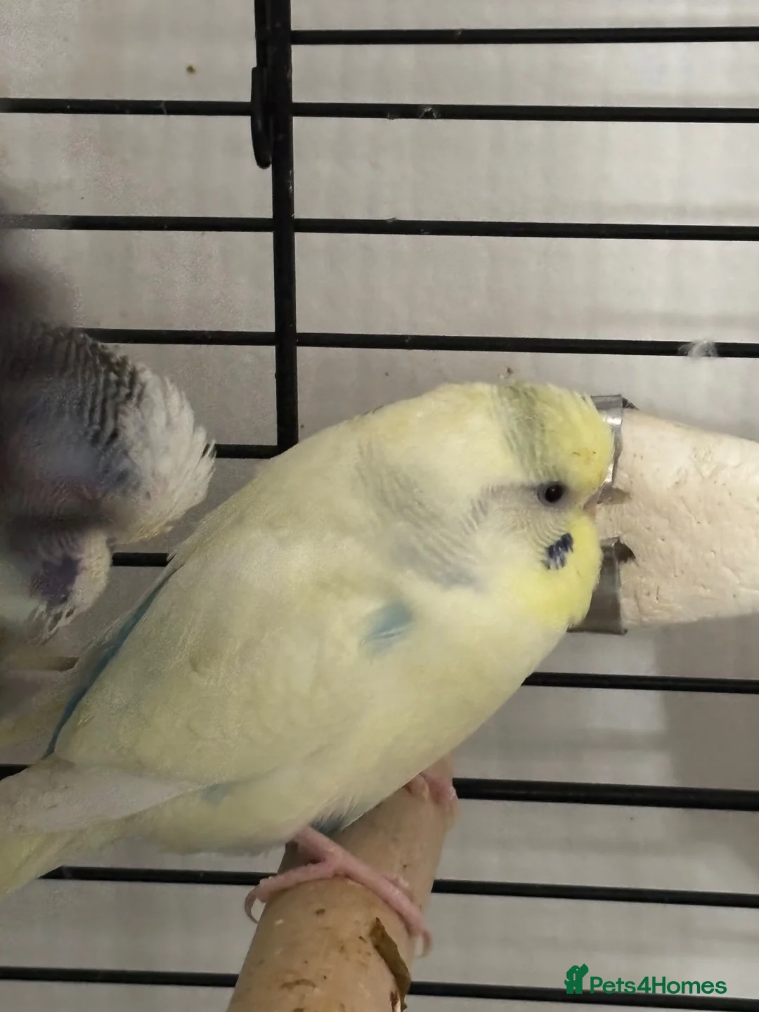 Budgerigars birds for sale: pair of budgies for sale in Fareham - Advert 2