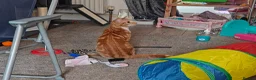 Mixed Breed cats for sale: Tabby kitten with everything you need  in Sheffield - Advert 8