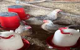 Chickens poultry for sale: Legbars  - Image 6