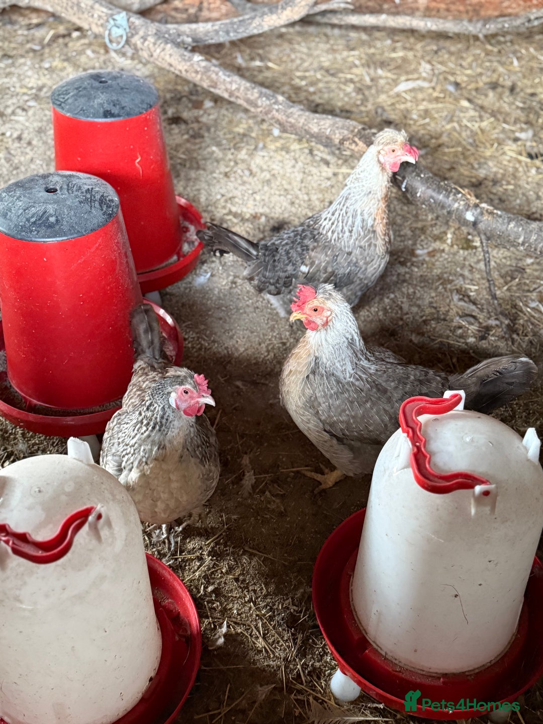 Chickens poultry for sale: Legbars  - Image 6