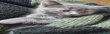 Full Gray Boy