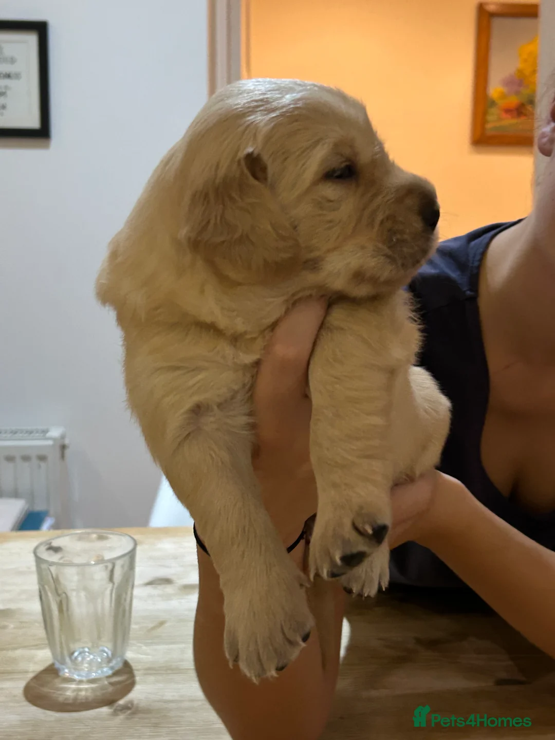 Golden Retriever dogs for sale: Golden retriever puppies for sale in Ashtead - Advert 2