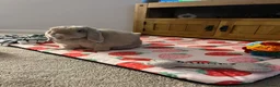 Mini Lop rabbits for sale: Barney  in Stockton-on-Tees - Advert 1