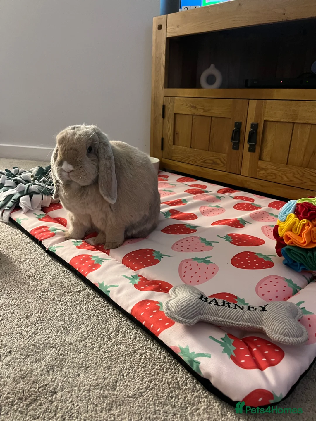 Mini Lop rabbits for sale: Barney  in Stockton-on-Tees - Advert 1