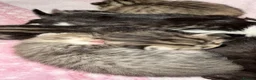 Mixed Breed cats for sale: Kittens for sale  - Advert 7