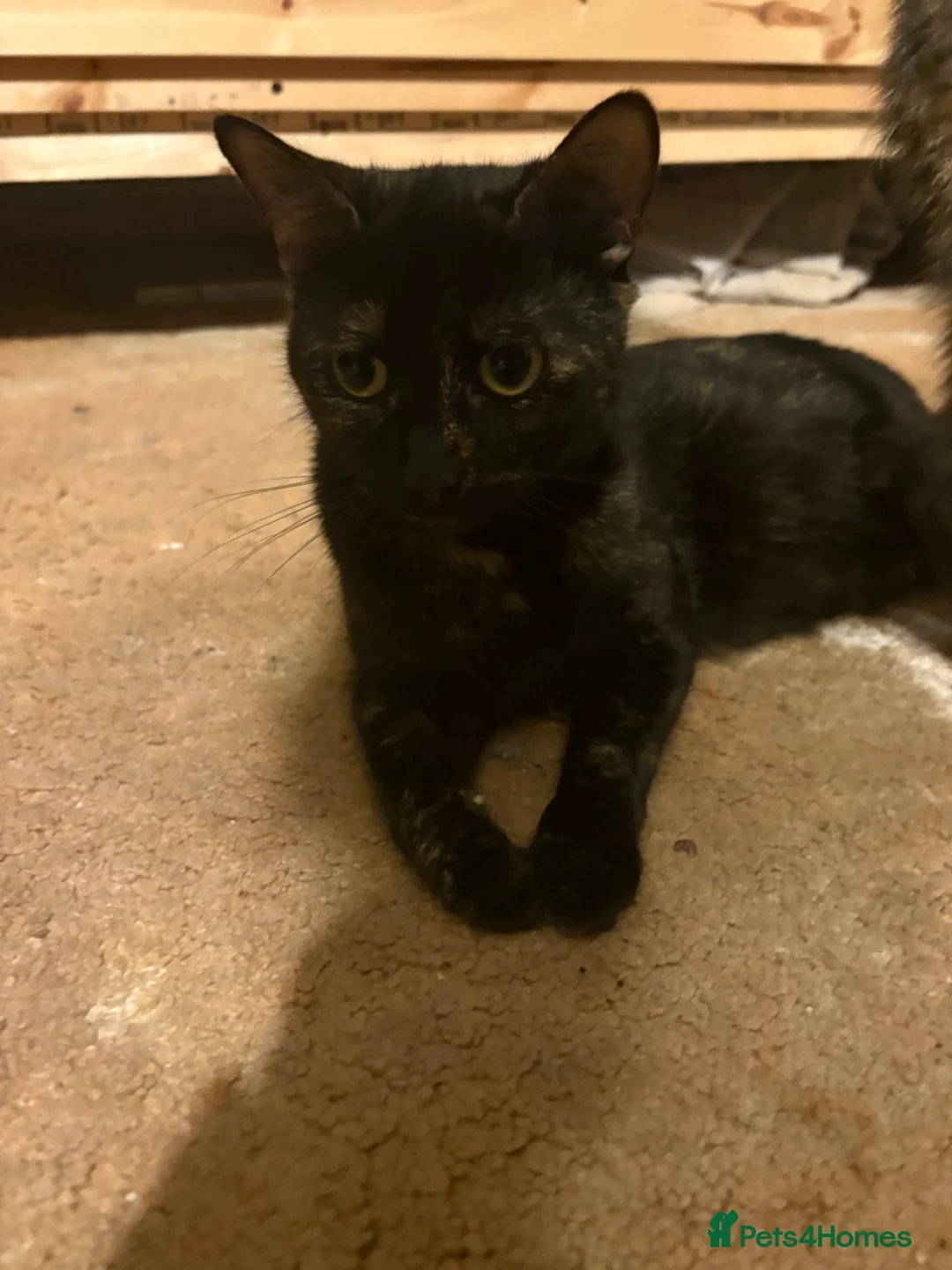 Domestic Shorthair cats for sale: Kittens for sale  - Advert 35