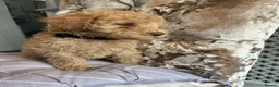 Miniature Poodle dogs for sale: 🐩 Ready Now 🐩 Miniature poodles 🐩  - Advert 4