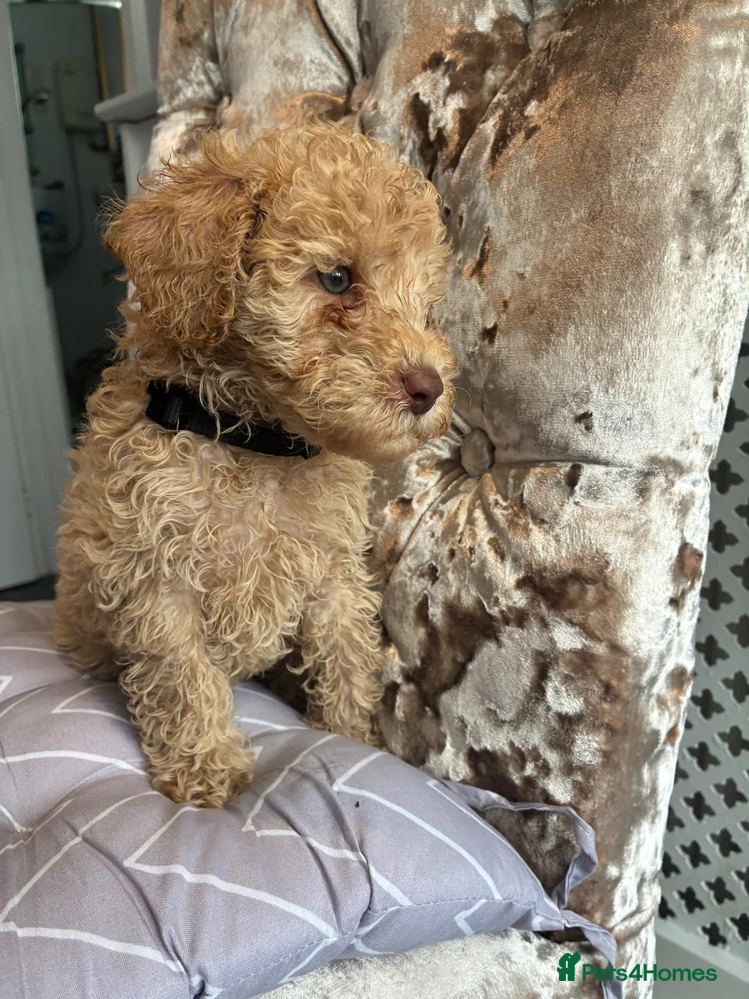 Miniature Poodle dogs for sale: 🐩 Ready Now 🐩 Miniature poodles 🐩  - Advert 4