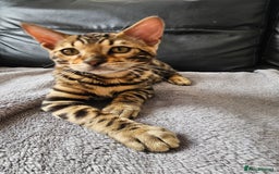 Bengal cats for sale: Bengal kittens  - Image 5