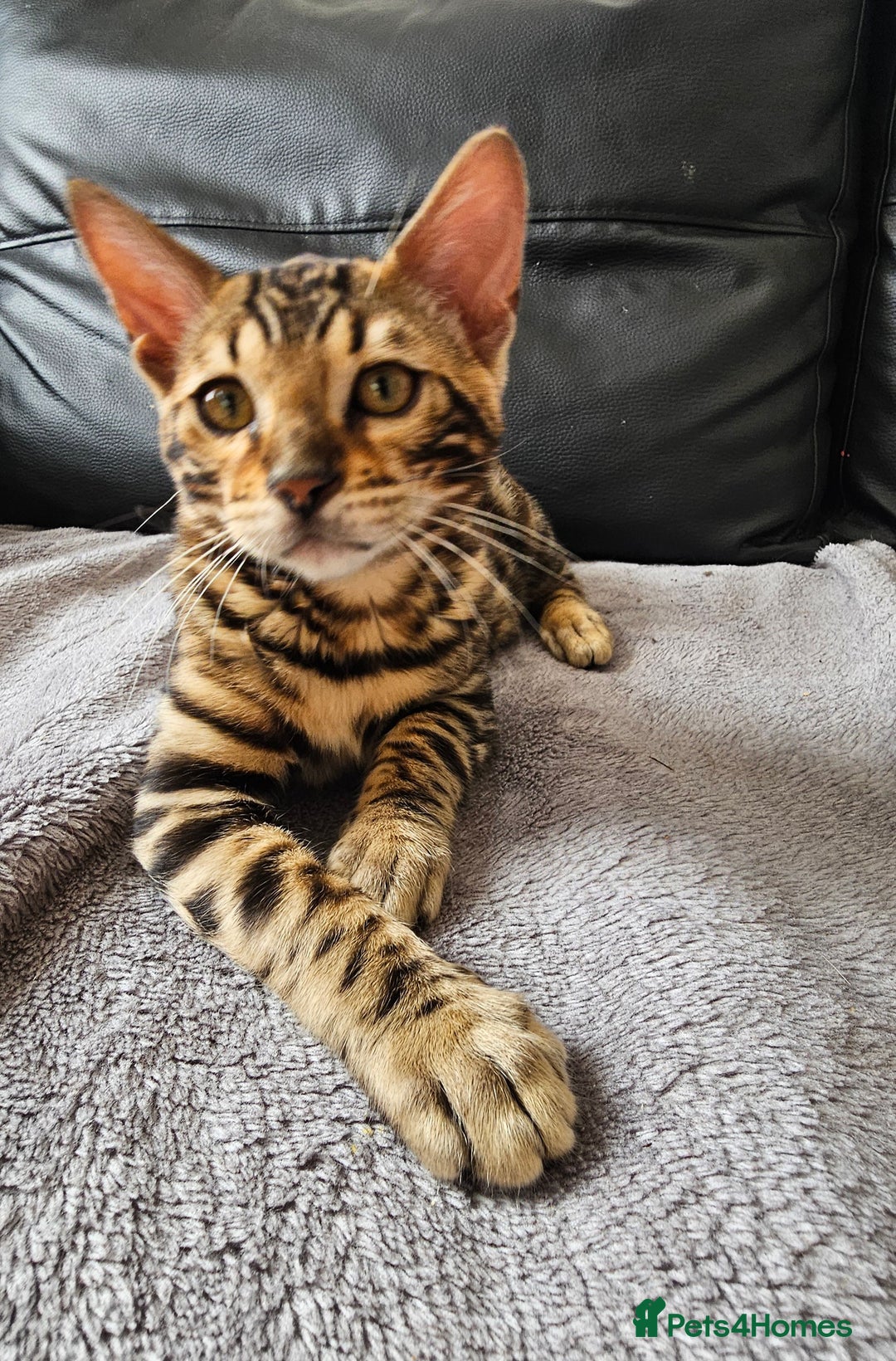 Bengal cats for sale: Bengal kittens  - Image 5