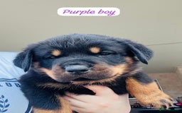 Rottweiler dogs for sale: Purebred Rottweiler Puppies - Image 4