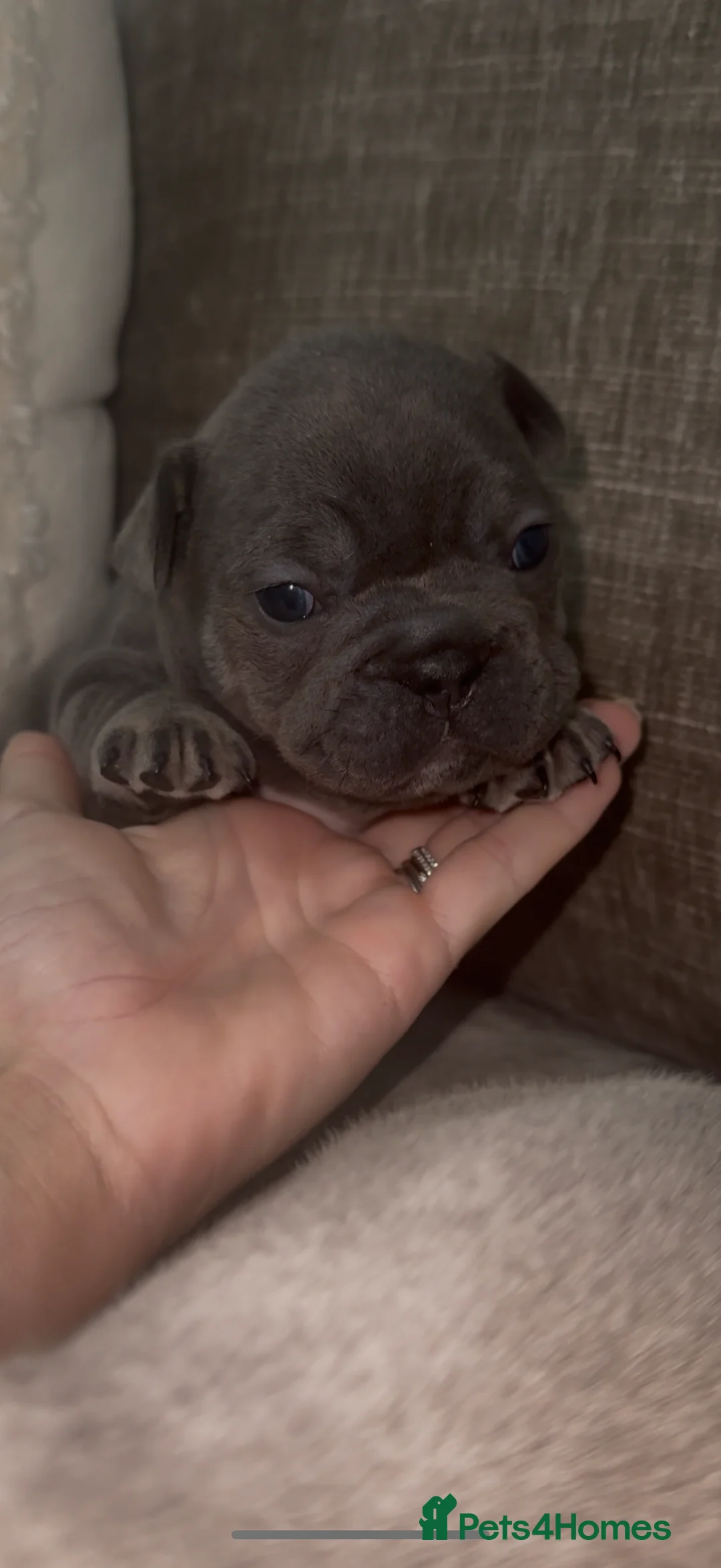 French Bulldog dogs for sale: French bull dog puppies ONLY 2 MALES LEFT - Advert 16