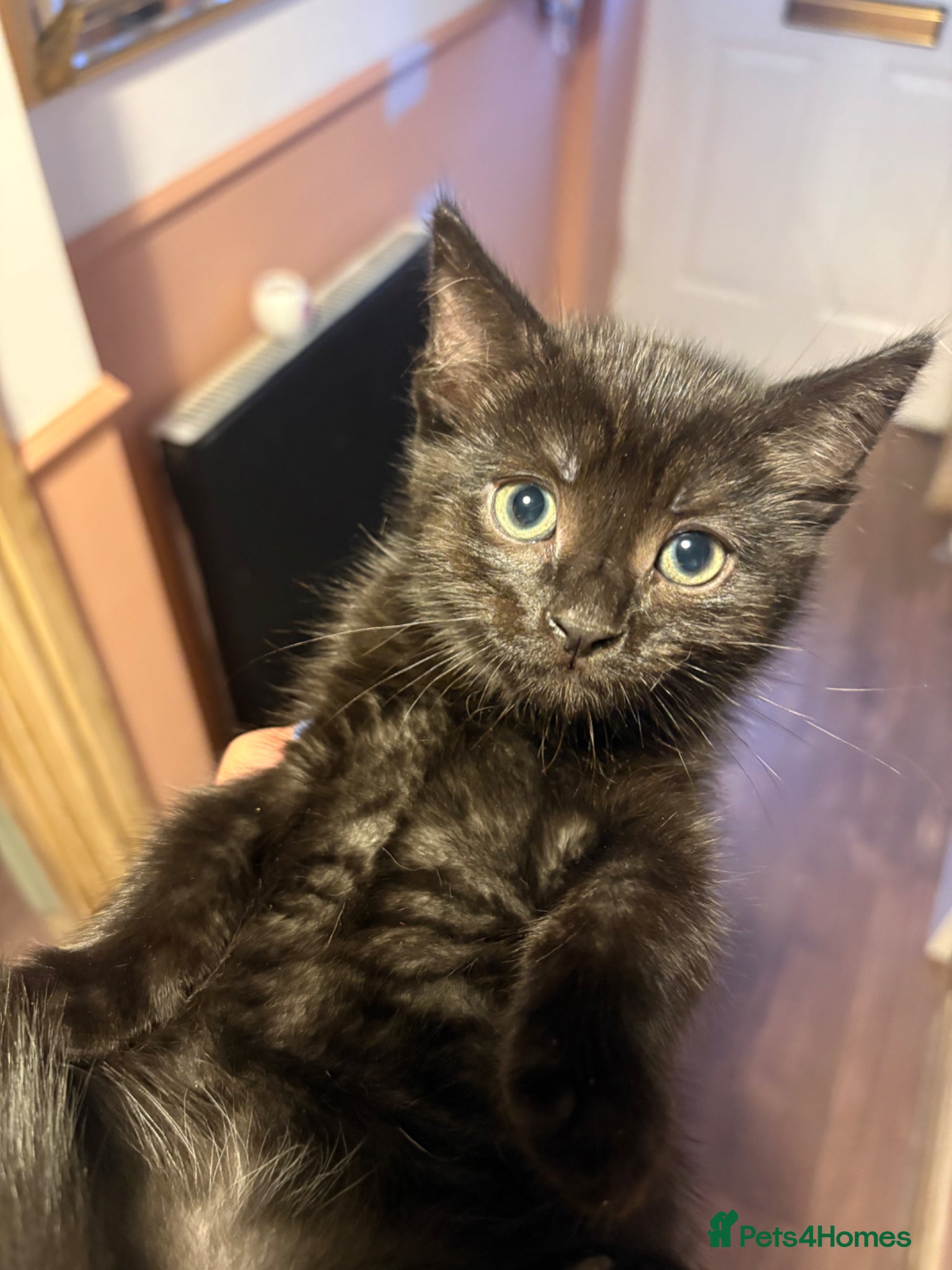 British Shorthair cats for sale: 2 Beautiful Kittens  - Advert 5