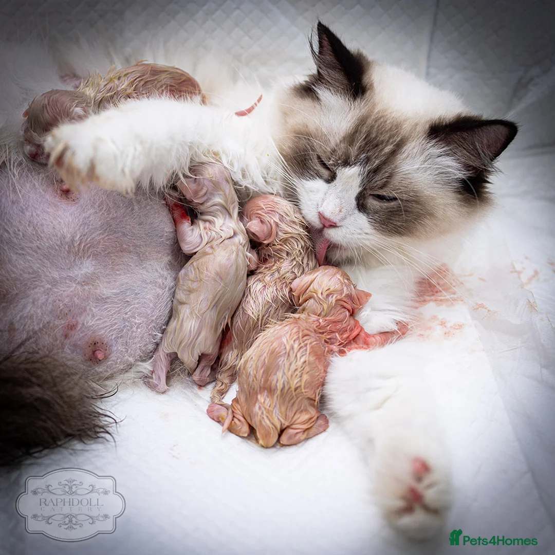 Ragdoll cats for sale: SHOW Ragdoll Bicolor Kitten Girl LSCH TICA ❤❤❤ - Advert 6