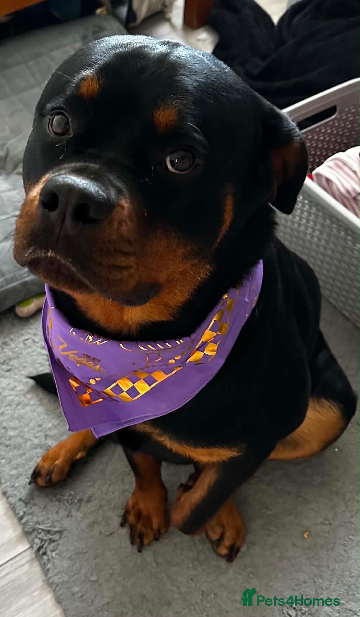 Rottweiler dogs KC Srb Rottweilers 19 champion winning bloodlines - Advert 1