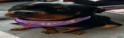 Rottweiler dogs for sale: KC Serbian Rottweilers champion winning bloodlines - Advert 9