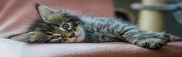 Maine Coon cats for sale: Gorgeous full breed Mainecoon kittens ready July  - Advert 21