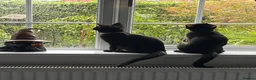 Mixed Breed cats for sale:  **  twin brothers  in Barnsley - Advert 8