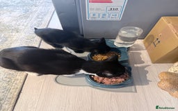 Domestic Shorthair cats for sale: Black domestic shorthair female - Image 4