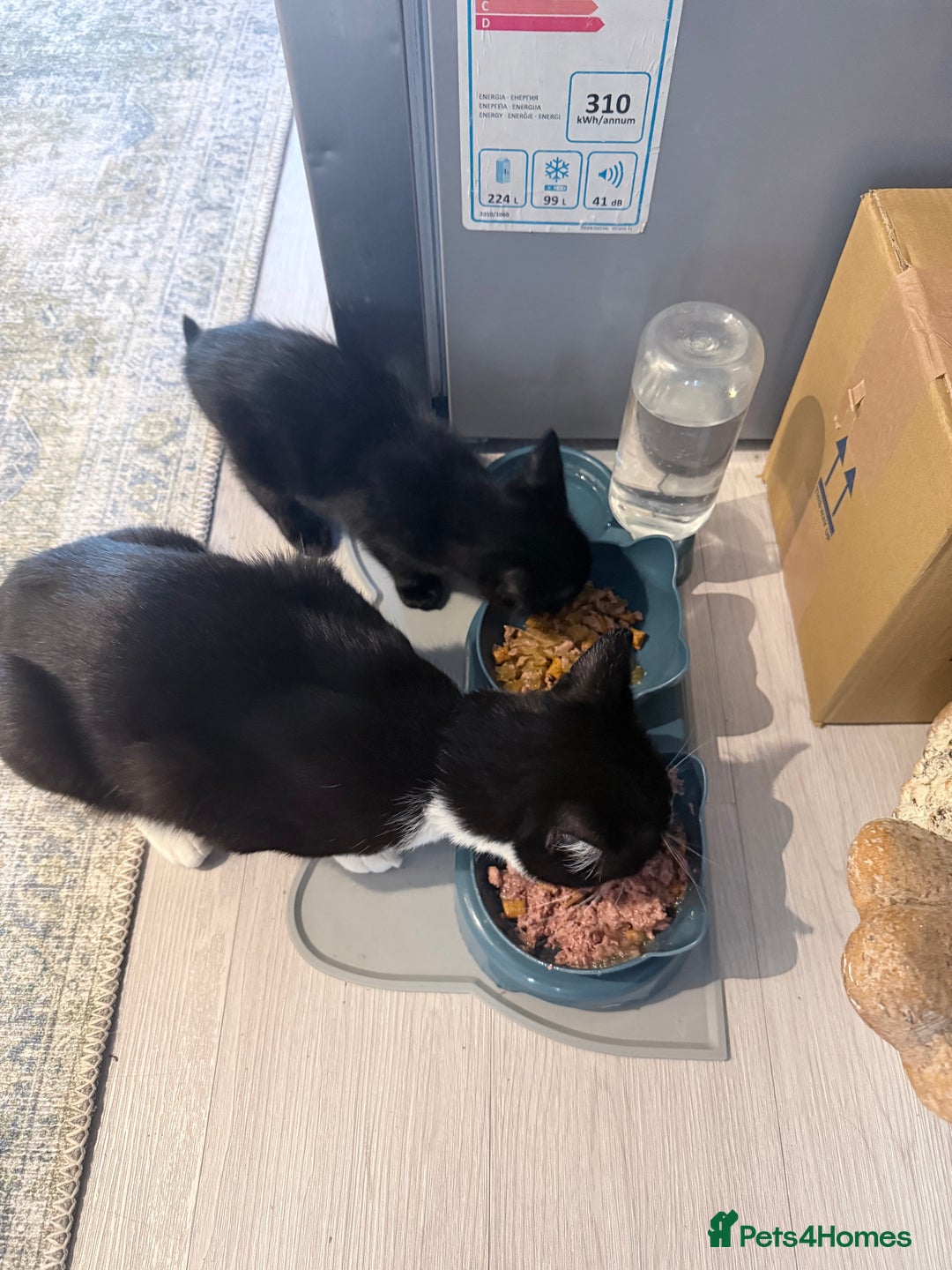 Domestic Shorthair cats for sale: Black domestic shorthair female - Image 4