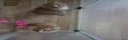 Mixed Breed cats for sale: Stunning ragdoll mix kittens  - Advert 6