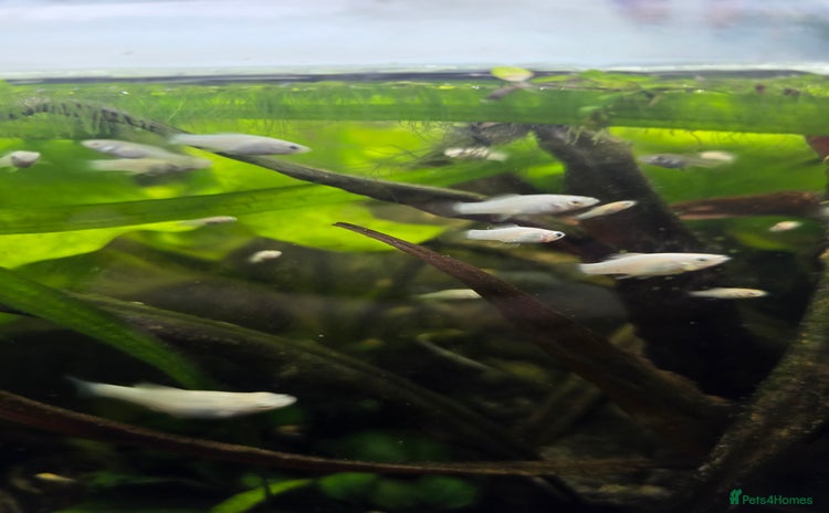 Mollies fish - Advert 3