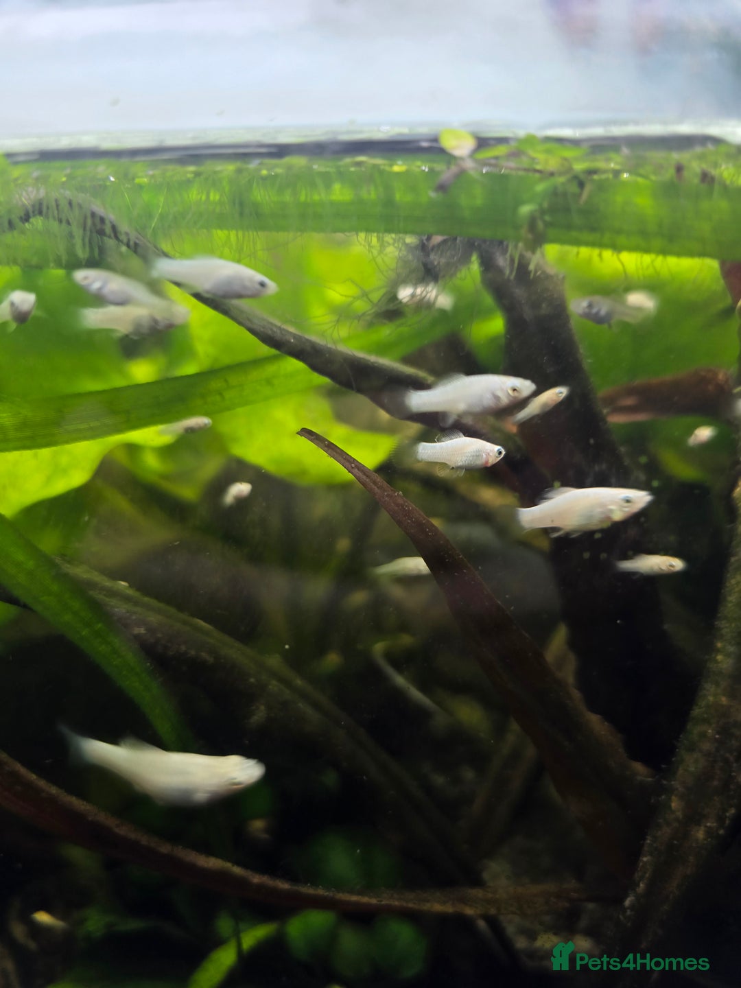 Mollies fish for sale: Mollie Fry - Image 1