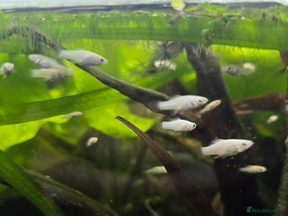 Mollies fish - Advert 9