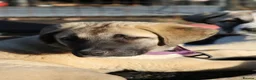 Anatolian Shepherd dogs for sale: Anatolian Shepherd Pups - KC Registered in Carluke - Advert 5