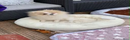 Pomeranian dogs for sale: Gorgeous Pom Boy - Advert 8