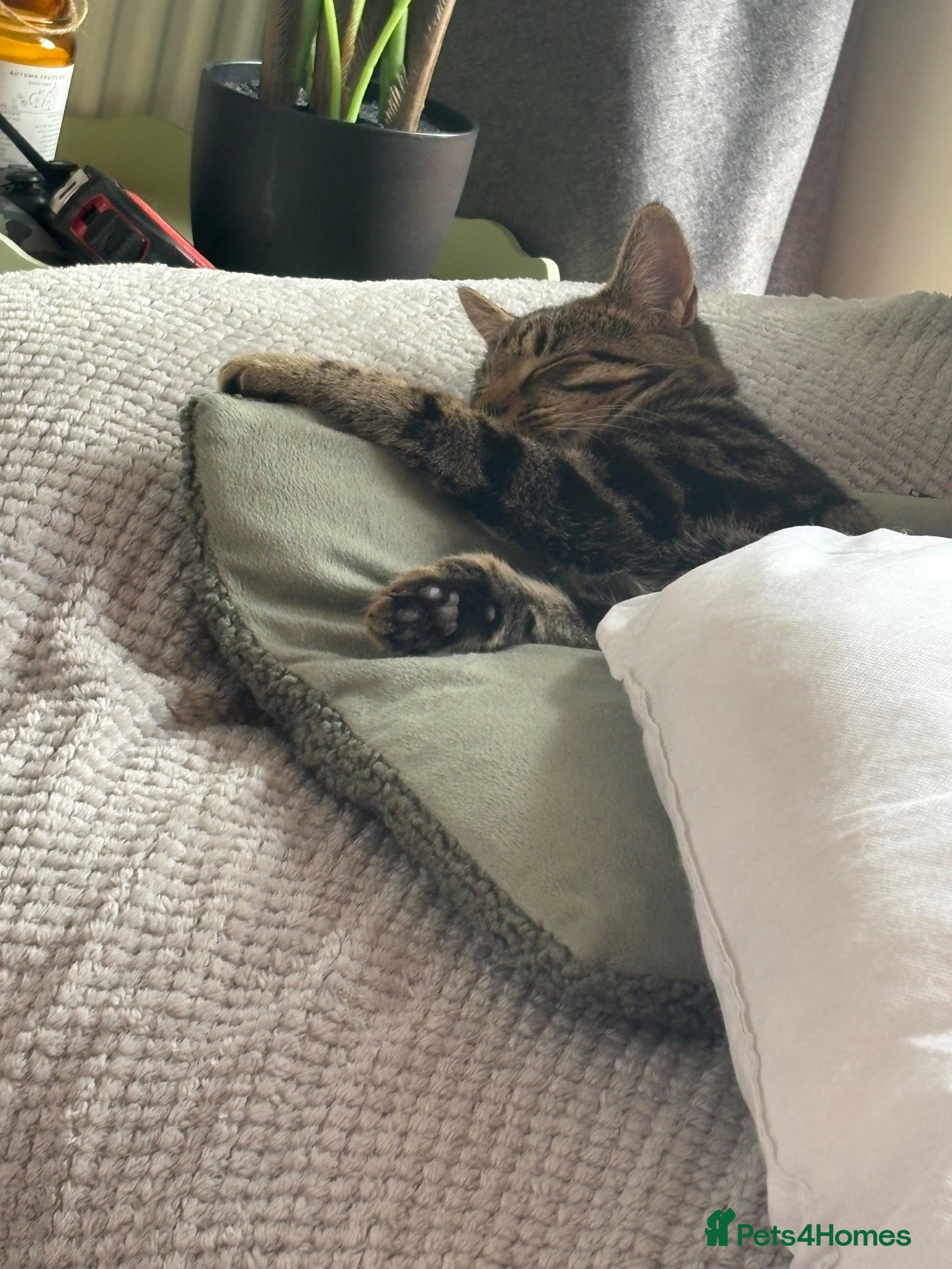 Mixed Breed dogs for sale: Tabby Kitten  - Advert 7