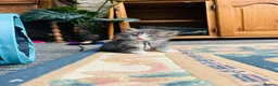 Maine Coon cats for sale: Stunning pedigree Maine coon kittens TICA  - Advert 6