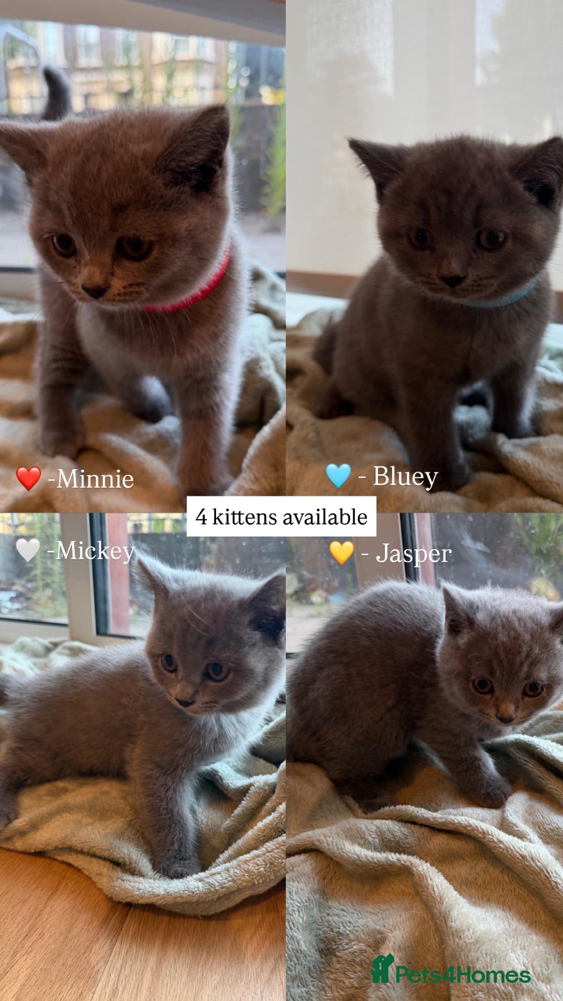 British Shorthair cats Adorable Purebred British Shorthair Kittens - 9wks - Advert 5