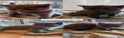 British Shorthair cats for sale: Adorable Purebred British Shorthair Kittens - 9wks - Advert 1