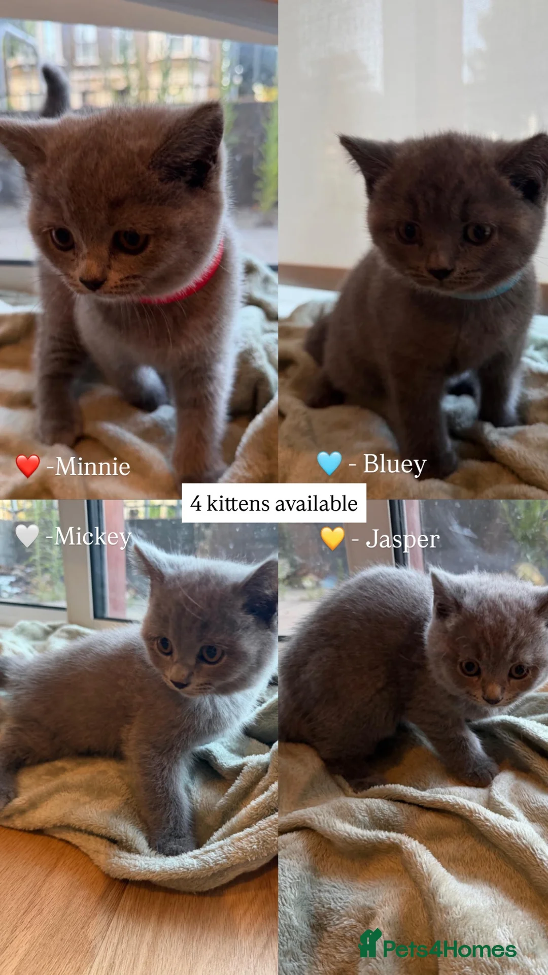 British Shorthair cats for sale: Adorable Purebred British Shorthair Kittens - 9wks - Advert 1