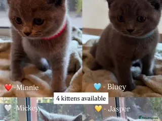 British Shorthair cats Adorable Purebred British Shorthair Kittens - 9wks - Advert 3