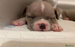 American Bull Staffy dogs for sale: 10 pocket bully - Advert 14