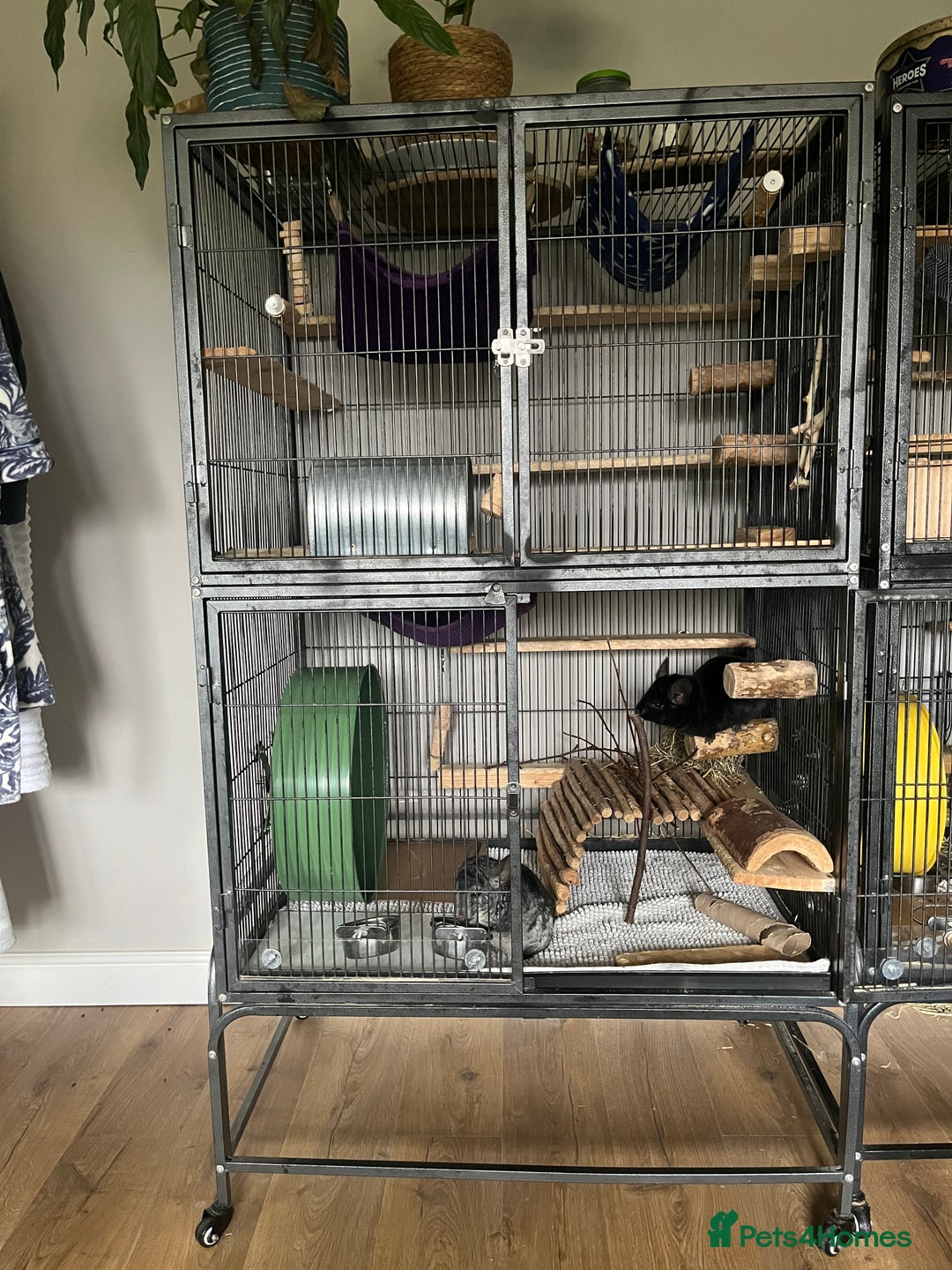 Chinchilla rodents for sale: Two Male Chinchillas - Advert 5