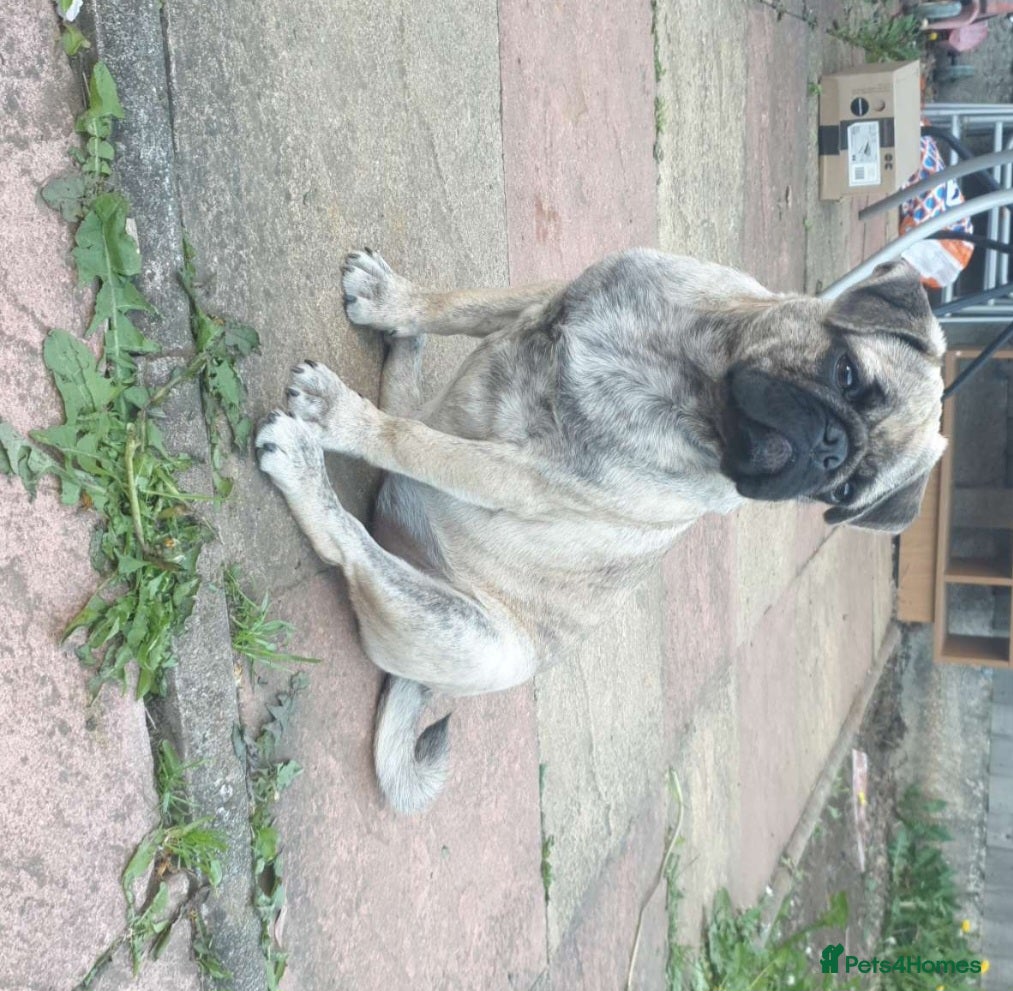 Pug dogs Beautiful female pug - Advert 1