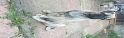 Pug dogs for sale: Beautiful female pug in Sutton-in-Ashfield - Advert 1